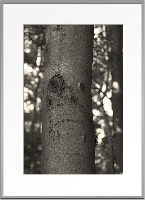 Bj&ouml;rn Warwas, Aus der Serie "Baumgesichter", 2007