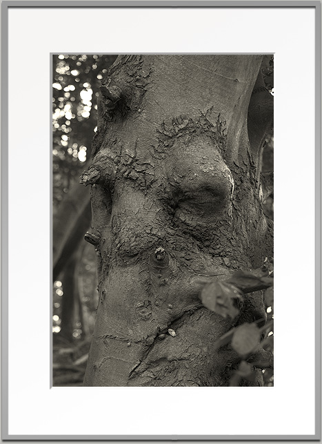 Bj&ouml;rn Warwas, Aus der Serie "Baumgesichter", 2007