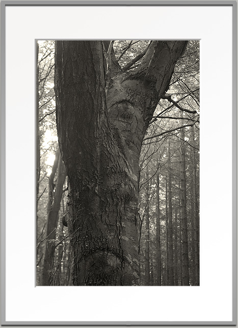 Bj&ouml;rn Warwas, Aus der Serie "Baumgesichter", 2007