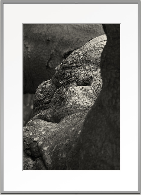 Bj&ouml;rn Warwas, Aus der Serie "Baumgesichter", 2007
