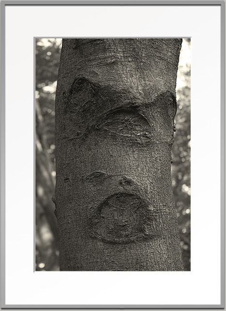 Bj&ouml;rn Warwas, Aus der Serie "Baumgesichter", 2007