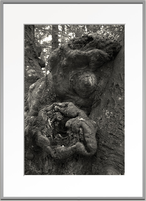 Bj&ouml;rn Warwas, Aus der Serie "Baumgesichter", 2007