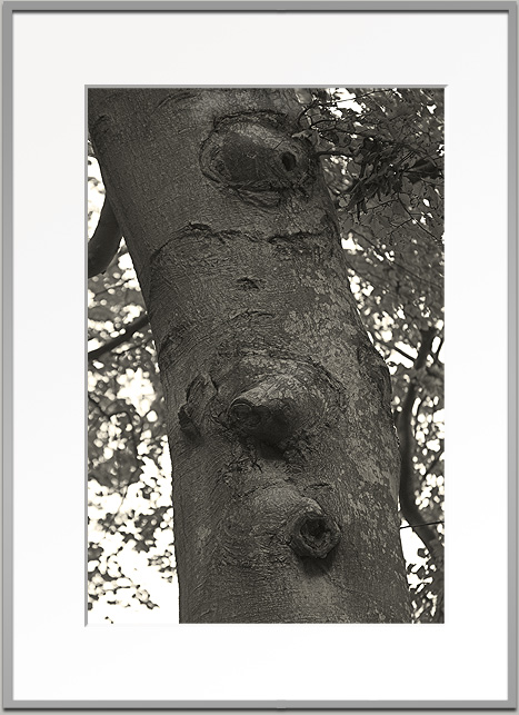 Bj&ouml;rn Warwas, Aus der Serie "Baumgesichter", 2007