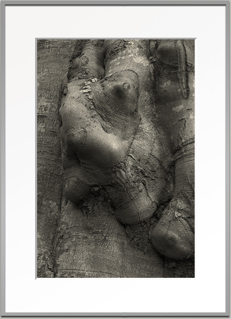 Bj&ouml;rn Warwas, Aus der Serie "Baumgesichter", 2007